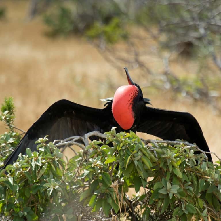galapagos frigatebird